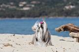 SHIH TZU 058